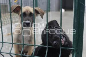 AYUNTAMIENTO . ESTANCIA PARA EL BIENESTAR ANIMAL