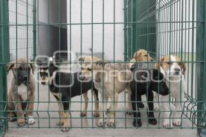 AYUNTAMIENTO . ESTANCIA PARA EL BIENESTAR ANIMAL