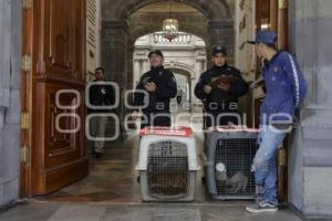 MANIFESTACIÓN . ANIMALISTA