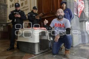 MANIFESTACIÓN . ANIMALISTA