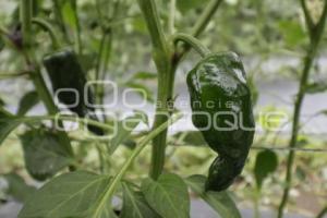 CHILES EN NOGADA . PRODUCTORES