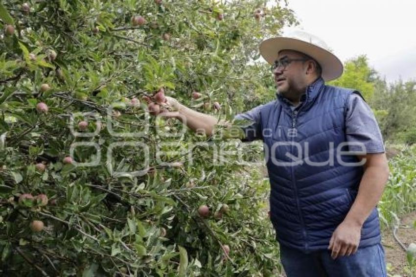 CHILES EN NOGADA . PRODUCTORES