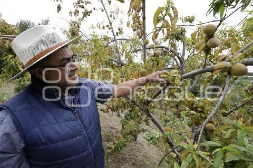 CHILES EN NOGADA . PRODUCTORES