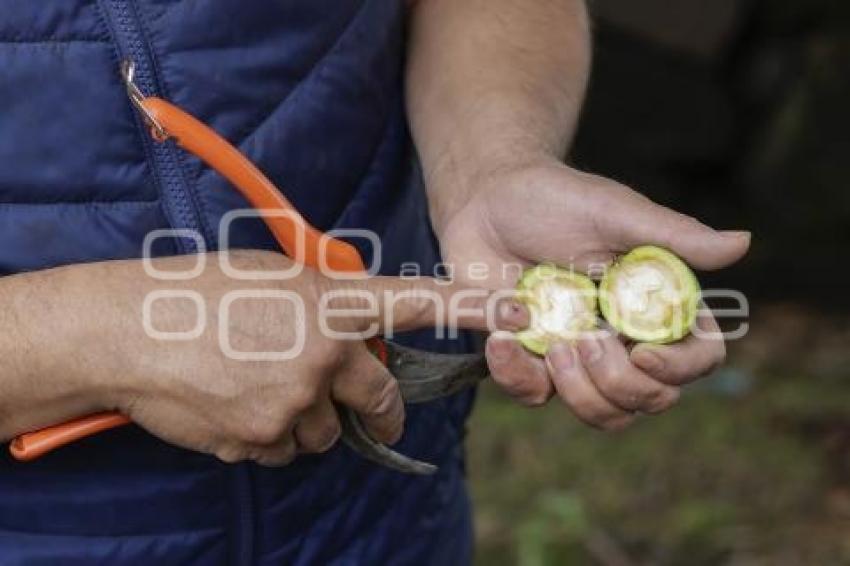 CHILES EN NOGADA . PRODUCTORES