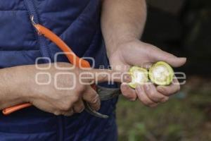 CHILES EN NOGADA . PRODUCTORES