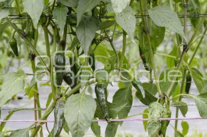 CHILES EN NOGADA . PRODUCTORES