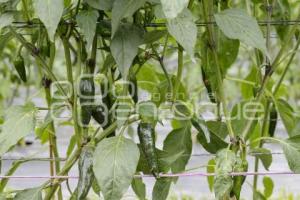 CHILES EN NOGADA . PRODUCTORES