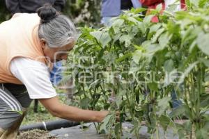 CHILES EN NOGADA . PRODUCTORES