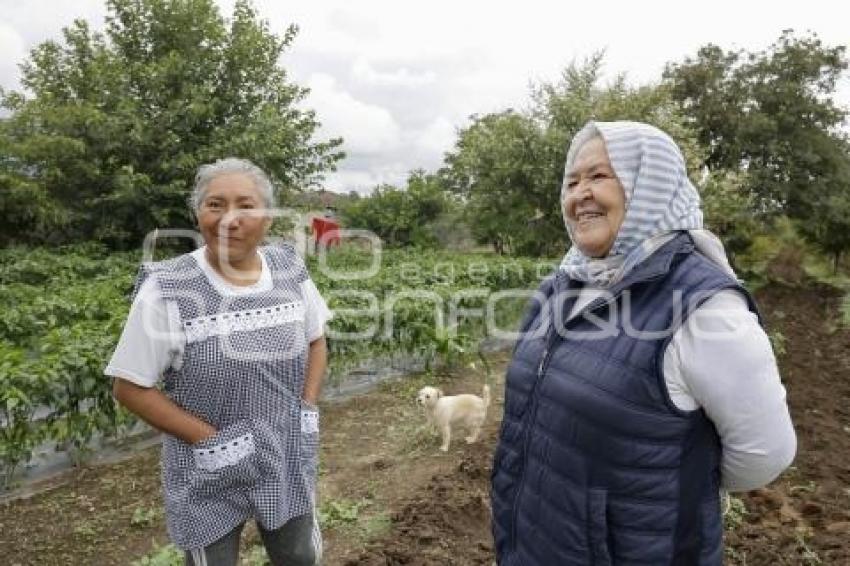 CHILES EN NOGADA . PRODUCTORES