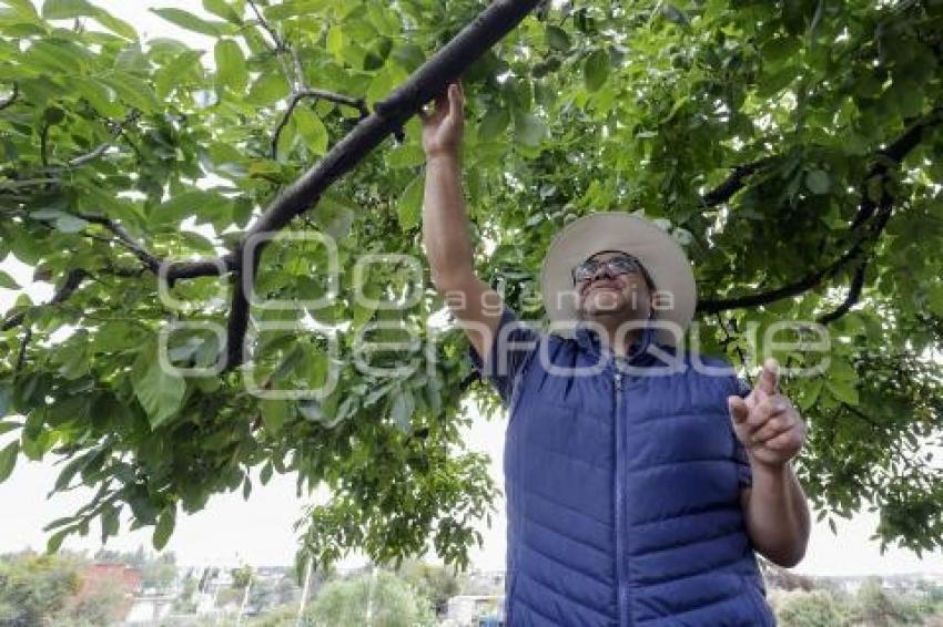 CHILES EN NOGADA . PRODUCTORES