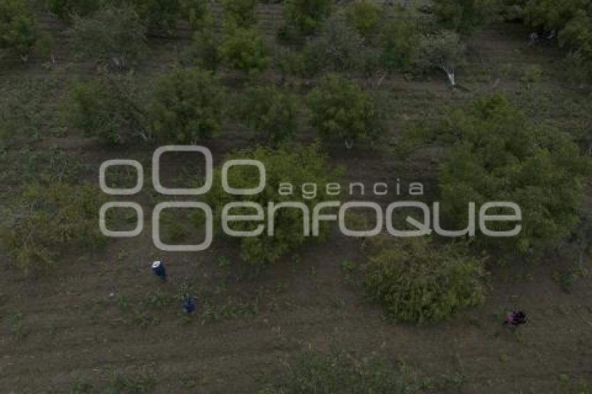CHILES EN NOGADA . PRODUCTORES