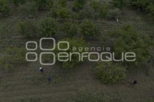 CHILES EN NOGADA . PRODUCTORES