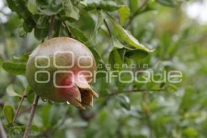 CHILES EN NOGADA . PRODUCTORES
