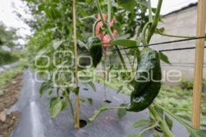 CHILES EN NOGADA . PRODUCTORES