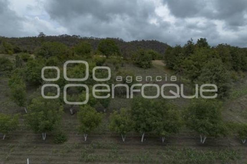 CHILES EN NOGADA . PRODUCTORES