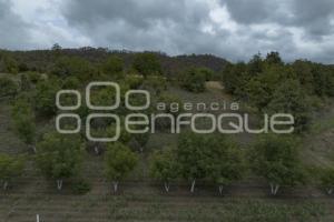 CHILES EN NOGADA . PRODUCTORES