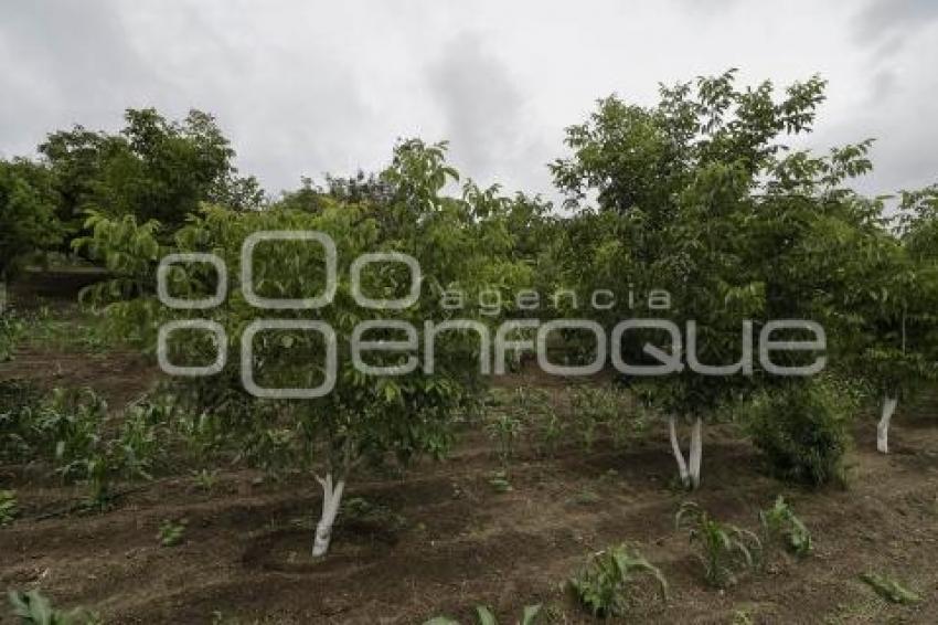 CHILES EN NOGADA . PRODUCTORES