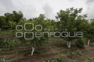 CHILES EN NOGADA . PRODUCTORES