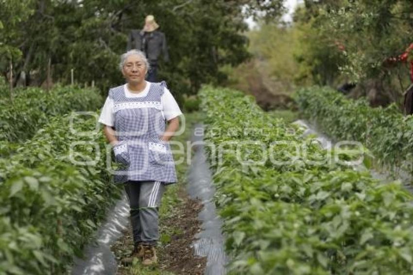 CHILES EN NOGADA . PRODUCTORES
