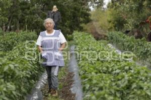 CHILES EN NOGADA . PRODUCTORES