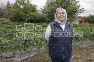 CHILES EN NOGADA . PRODUCTORES