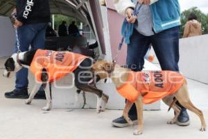 ADOPCIÓN MASCOTAS