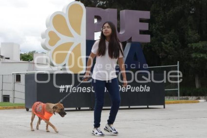 ADOPCIÓN MASCOTAS