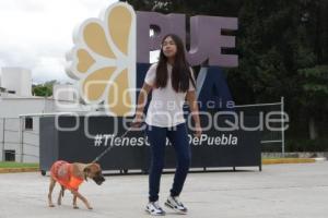 ADOPCIÓN MASCOTAS