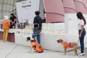 ADOPCIÓN MASCOTAS
