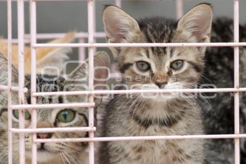 ADOPCIÓN MASCOTAS