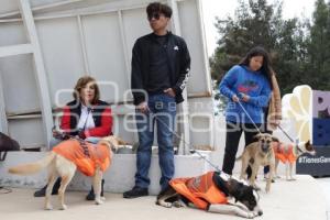 ADOPCIÓN MASCOTAS