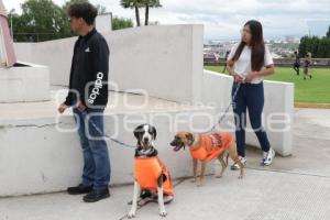 ADOPCIÓN MASCOTAS