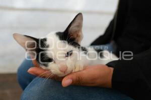 TLAXCALA . JORNADA ESTERILIZACIÓN