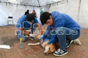 TLAXCALA . JORNADA ESTERILIZACIÓN