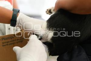 TLAXCALA . JORNADA ESTERILIZACIÓN