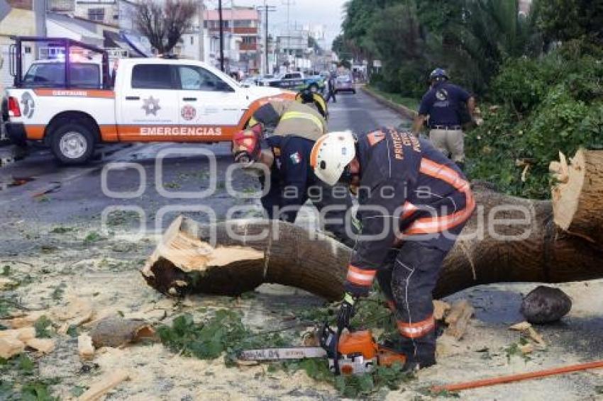 CAÍDA DE ÁRBOL