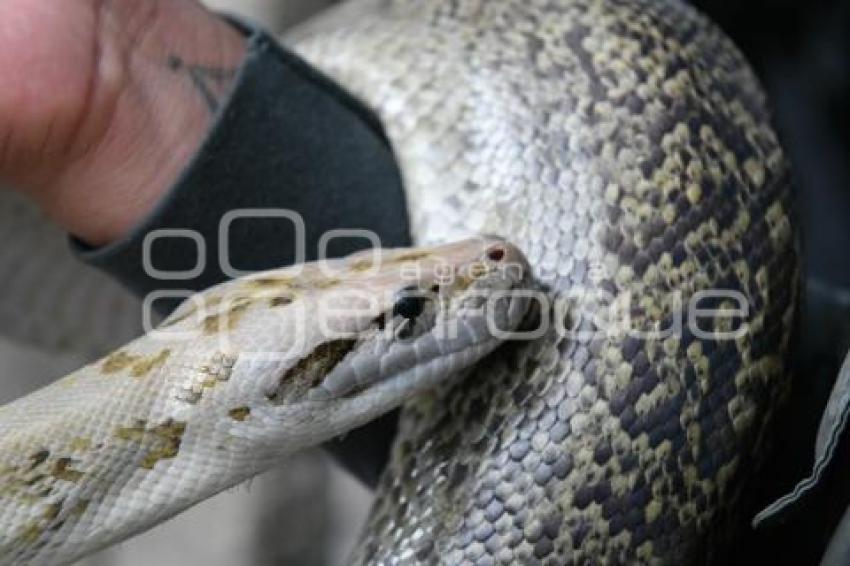 TLAXCALA . DÍA MUNDIAL SERPIENTE