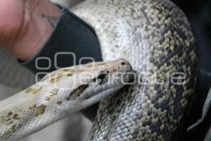 TLAXCALA . DÍA MUNDIAL SERPIENTE