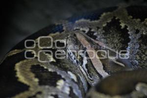TLAXCALA . DÍA MUNDIAL SERPIENTE