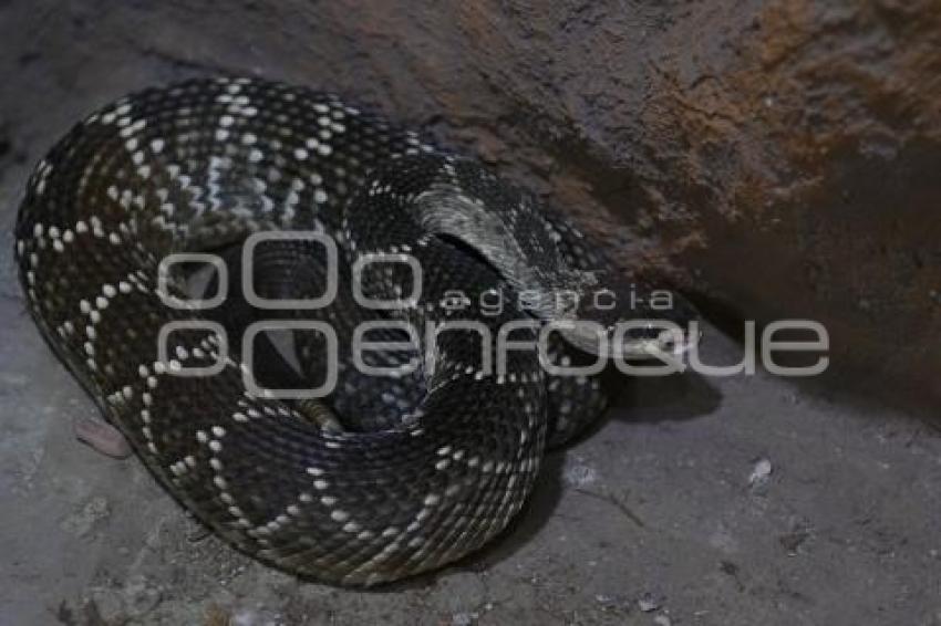 TLAXCALA . DÍA MUNDIAL SERPIENTE