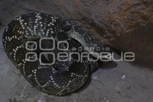 TLAXCALA . DÍA MUNDIAL SERPIENTE
