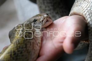 TLAXCALA . DÍA MUNDIAL SERPIENTE