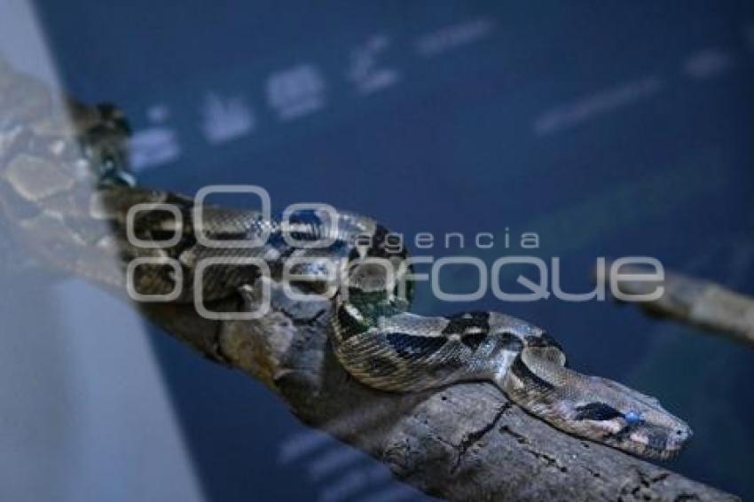 TLAXCALA . DÍA MUNDIAL SERPIENTE