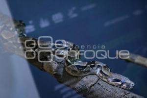TLAXCALA . DÍA MUNDIAL SERPIENTE