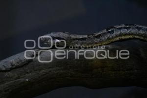 TLAXCALA . DÍA MUNDIAL SERPIENTE