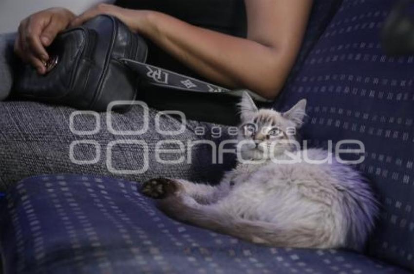 GATO EN MICROBÚS