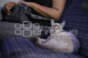 GATO EN MICROBÚS