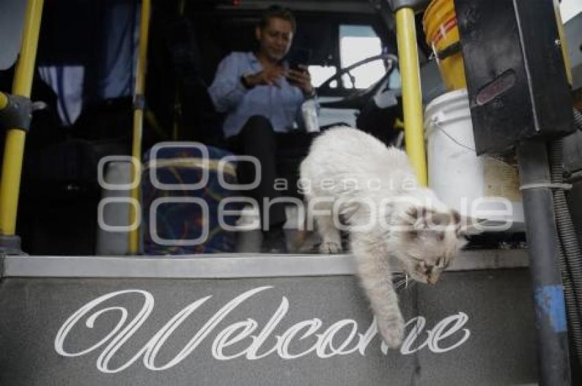 GATO EN MICROBÚS
