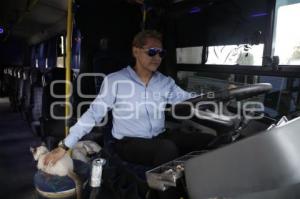 GATO EN MICROBÚS