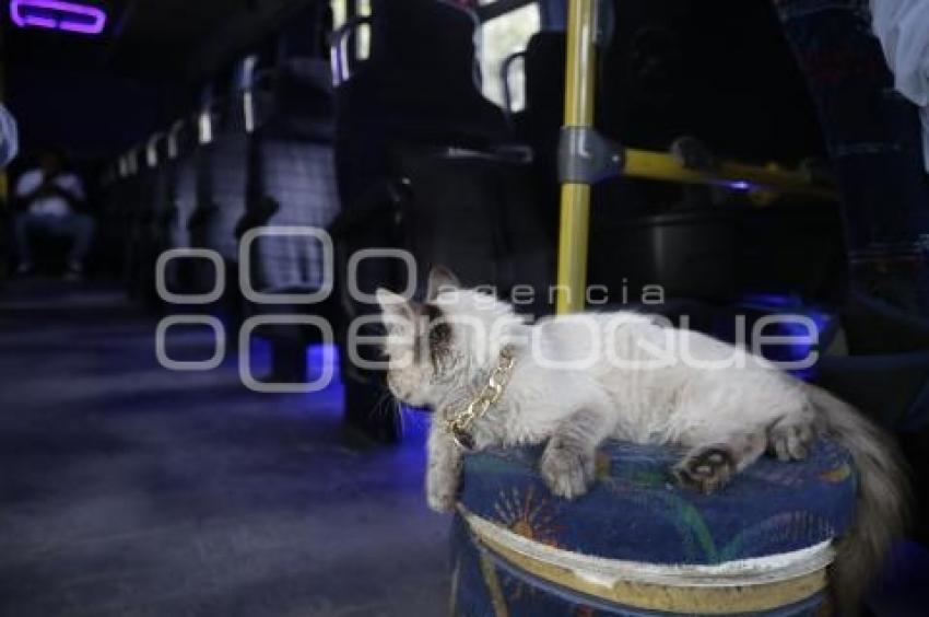 GATO EN MICROBÚS
